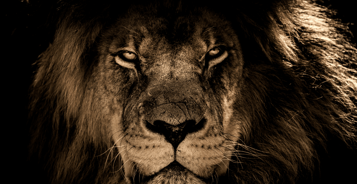 Um leão representando o lado espiritual de Israel, fazendo referencia ao Leão da tribo de Judá.